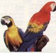 papageien